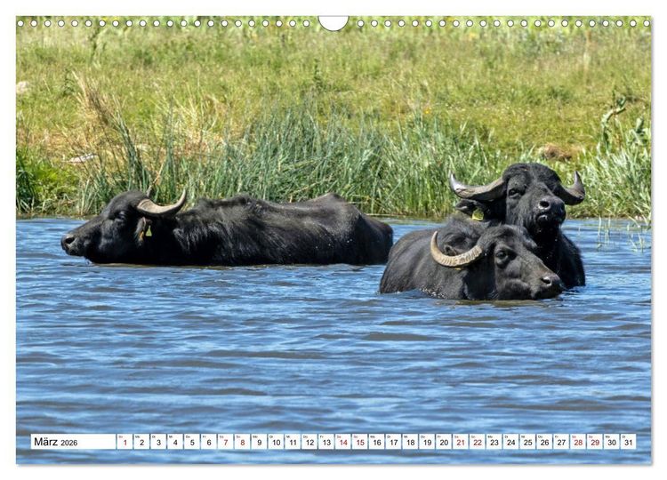 Produktbild: Moin Nordfriesland - Urlaub an der Nordseek&uuml;ste (Wandkalender 2026 DIN A3 quer), CALVENDO Monatskalender