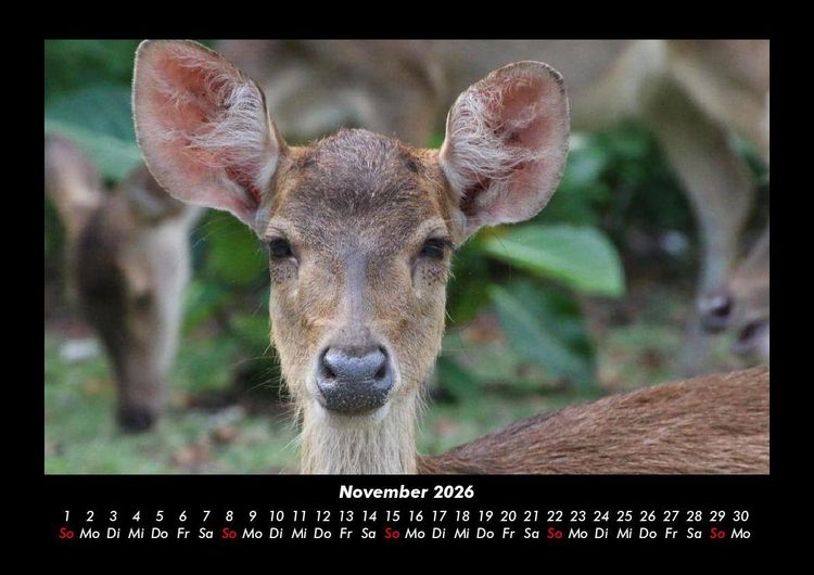 Produktbild: Der Tierkalender 2026 Fotokalender DIN A3