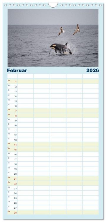 Produktbild: Familienplaner 2026 - Die Wale von Andenes mit 5 Spalten (Wandkalender, 21 x 45 cm) CALVENDO