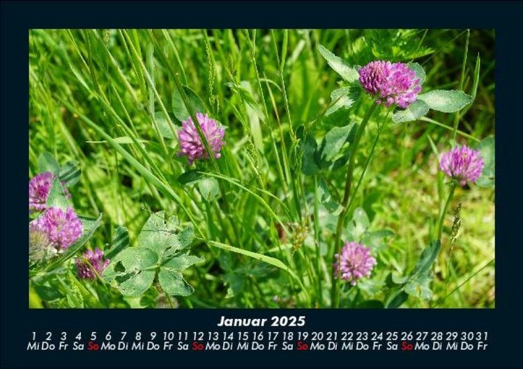 Produktbild: Blumentr&auml;ume 2025 Fotokalender DIN A5