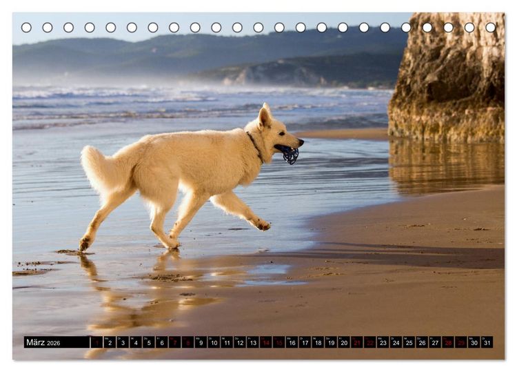Produktbild: Wei&szlig;e Sch&auml;ferhunde in sch&ouml;nen Landschaften (Tischkalender 2026 DIN A5 quer), CALVENDO Monatskalender