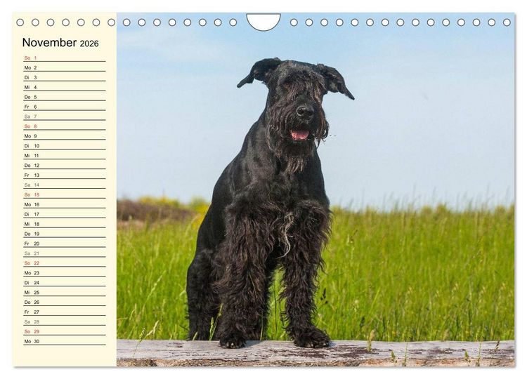 Produktbild: Treuer Freund Riesenschnauzer (Wandkalender 2026 DIN A4 quer), CALVENDO Monatskalender