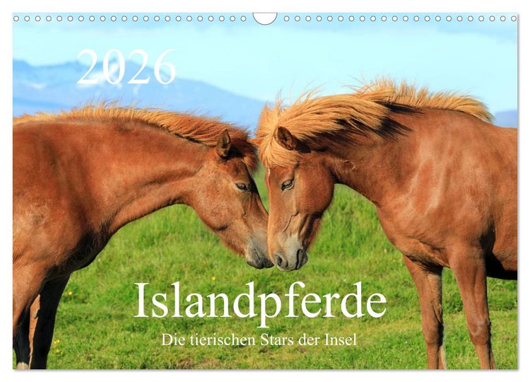 Produktbild: Islandpferde - Die tierischen Stars der Insel (Wandkalender 2026 DIN A3 quer), CALVENDO Monatskalender