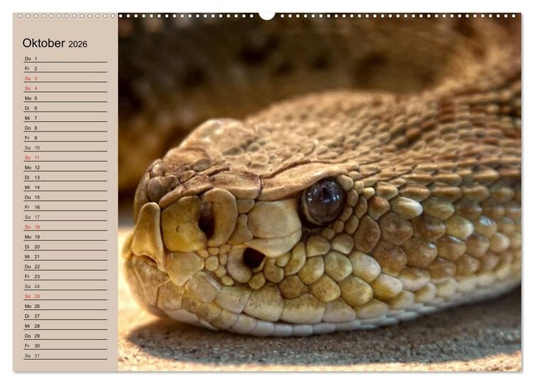 Produktbild: Giftschlangen (Wandkalender 2026 DIN A2 quer), CALVENDO Monatskalender