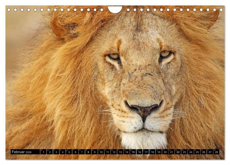 Produktbild: Magie des Augenblicks - L&ouml;wen - Herrscher der Savanne (Wandkalender 2026 DIN A4 quer), CALVENDO Monatskalender