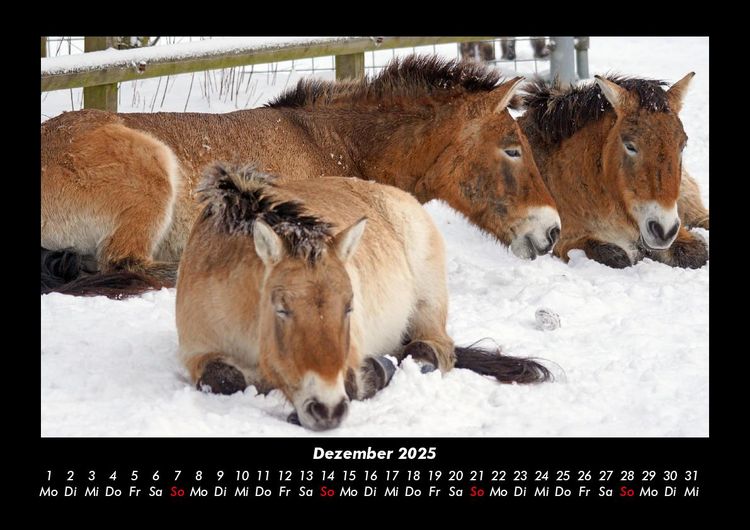 Produktbild: Die Welt der Pferde 2025 Fotokalender DIN A3