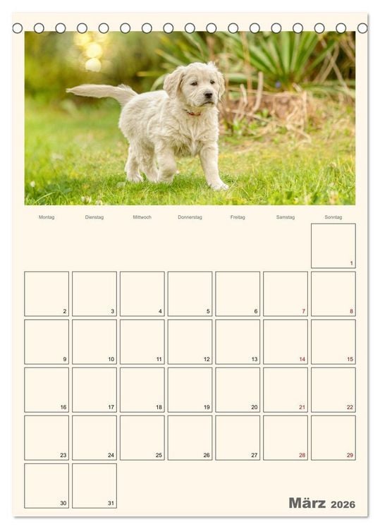 Produktbild: Zauberhafte Golden Retriever (Tischkalender 2026 DIN A5 hoch), CALVENDO Monatskalender