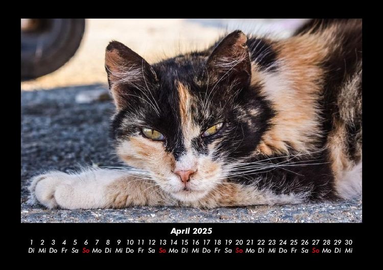 Produktbild: F&uuml;r Katzenfreunde 2025 Fotokalender DIN A3