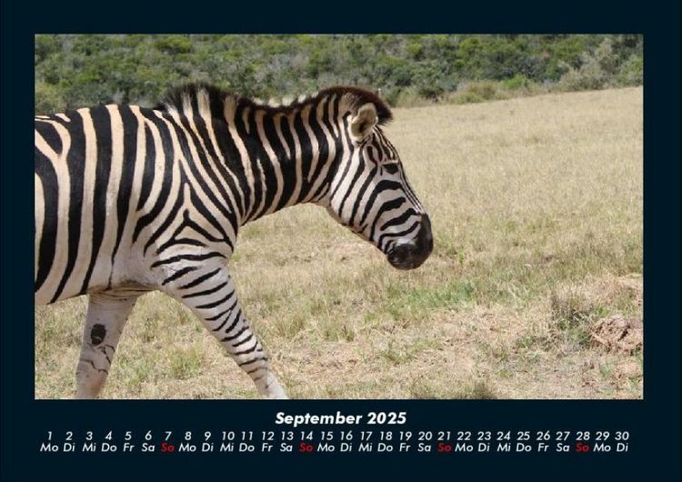 Produktbild: Welt der Tiere 2025 Fotokalender DIN A4