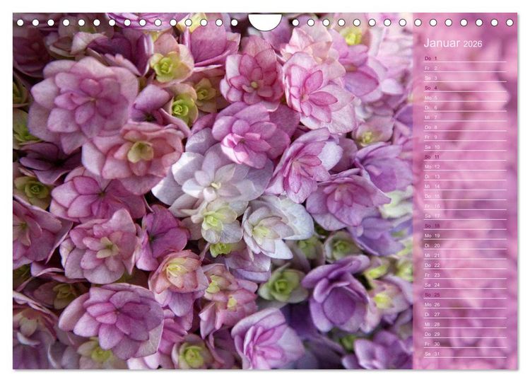 Produktbild: Hortensien / Geburtstagskalender (Wandkalender 2026 DIN A4 quer), CALVENDO Monatskalender