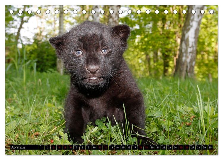 Produktbild: GROSSKATZEN GANZ KLEIN (Tischkalender 2026 DIN A5 quer), CALVENDO Monatskalender