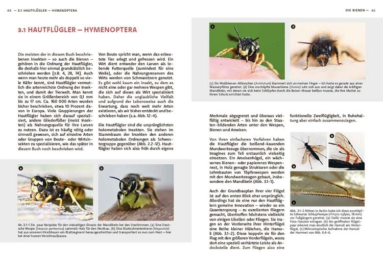 Produktbild: Wildbienen haben es auch nicht leicht