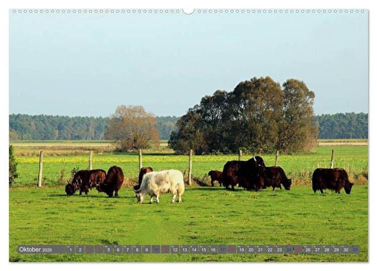 Produktbild: Der Yak (hochwertiger Premium Wandkalender 2026 DIN A2 quer), Kunstdruck in Hochglanz