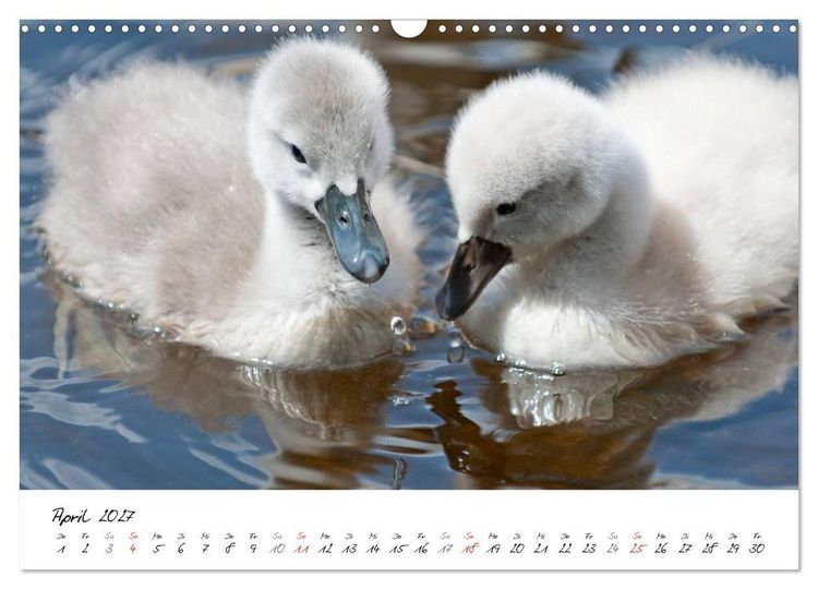 Produktbild: Vom K&uuml;ken zum Schwan (Wandkalender 2027 DIN A3 quer), CALVENDO Monatskalender