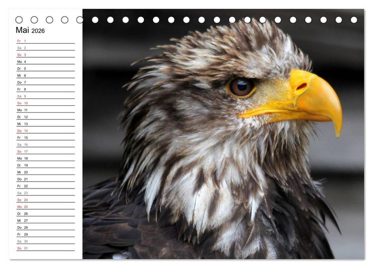 Produktbild: Greifv&ouml;gel, Eulen und K&auml;uze (Tischkalender 2026 DIN A5 quer), CALVENDO Monatskalender