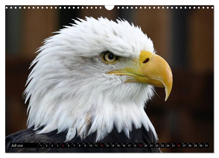 Produktbild: Wei&szlig;kopfseeadler. Symbol der Freiheit (Wandkalender 2026 DIN A3 quer), CALVENDO Monatskalender