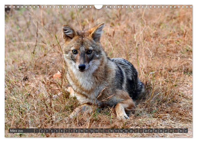 Produktbild: Tiere Indiens close up (Wandkalender 2026 DIN A3 quer), CALVENDO Monatskalender