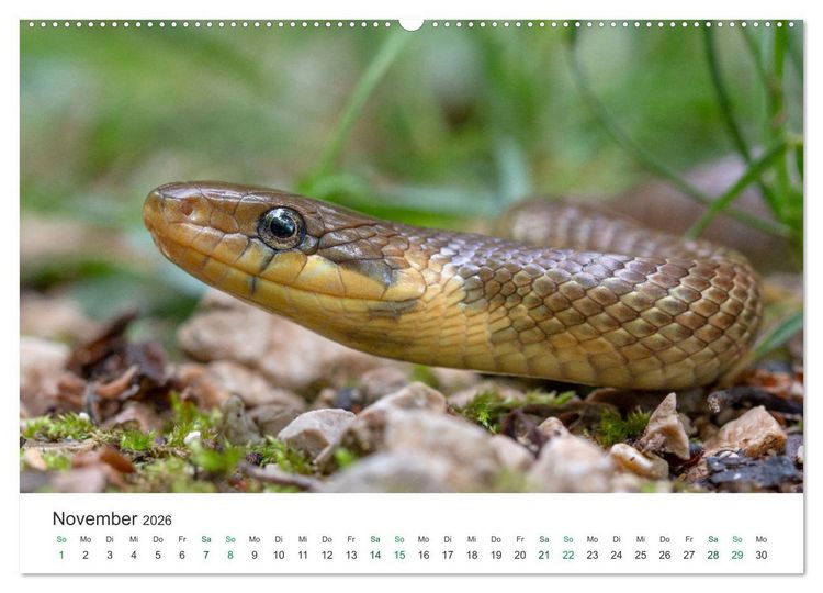 Produktbild: Schlangen - Portraits europ&auml;ischer Arten (hochwertiger Premium Wandkalender 2026 DIN A2 quer), Kunstdruck in Hochglanz