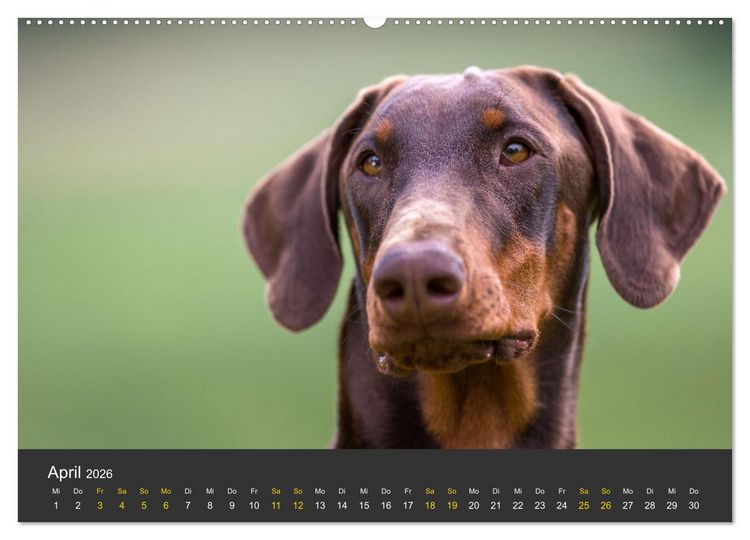 Produktbild: Dobermann 2026 (hochwertiger Premium Wandkalender 2026 DIN A2 quer), Kunstdruck in Hochglanz