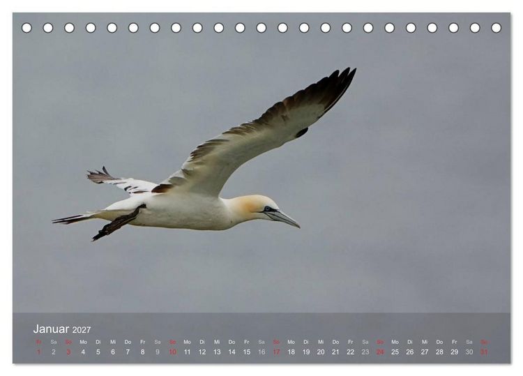 Produktbild: Nordatlantische Seev&ouml;gel (Tischkalender 2027 DIN A5 quer), CALVENDO Monatskalender