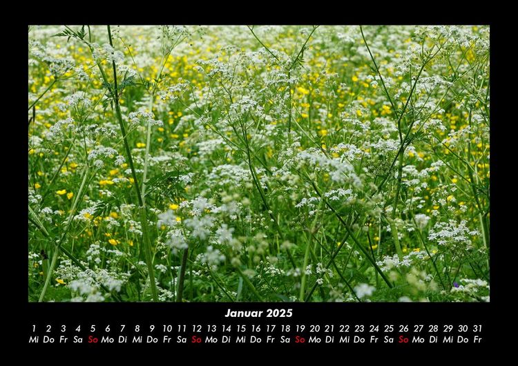 Produktbild: Blumentr&auml;ume 2025 Fotokalender DIN A3