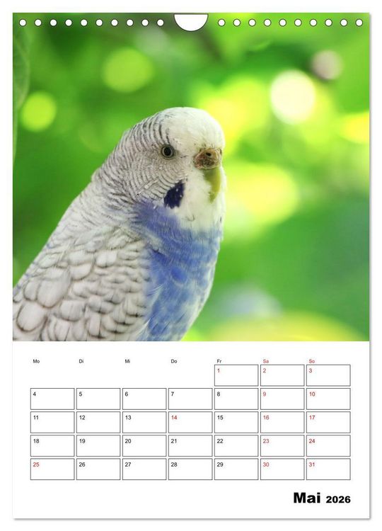 Produktbild: Wellensittichkalender Jubil&auml;umsedition - 10 Jahre Wellensittichkalender! (Wandkalender 2026 DIN A4 hoch), CALVENDO Monatskalender