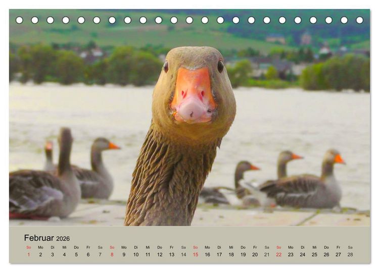 Produktbild: G&auml;nse. Von wegen dumme Gans! (Tischkalender 2026 DIN A5 quer), CALVENDO Monatskalender