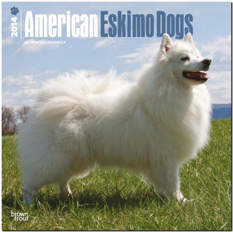 Produktbild: American Eskimo Dogs Calendar