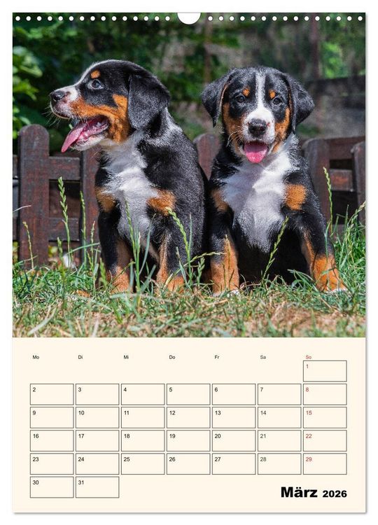 Produktbild: Appenzeller Sennenhund - Mit Plan durch das Jahr (Wandkalender 2026 DIN A3 hoch), CALVENDO Monatskalender