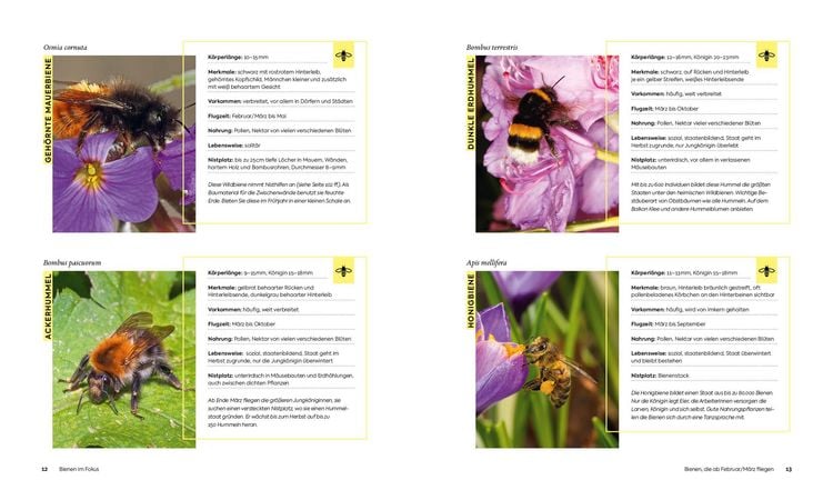 Produktbild: Wildbienenfreundlich g&auml;rtnern f&uuml;r Balkon, Terrasse und kleine G&auml;rten