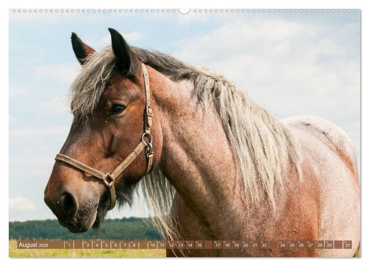 Produktbild: Kaltbl&uuml;ter - Schwere Pferde mit Charme (hochwertiger Premium Wandkalender 2026 DIN A2 quer), Kunstdruck in Hochglanz