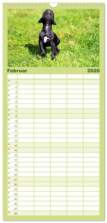 Produktbild: Familienplaner 2026 - Franz&ouml;sische Bulldoggen mit 5 Spalten (Wandkalender, 21 x 45 cm) CALVENDO