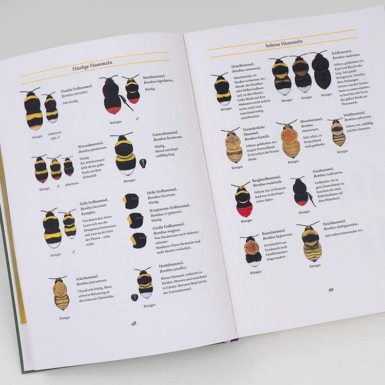 Produktbild: Bienenweide und Hummelparadies