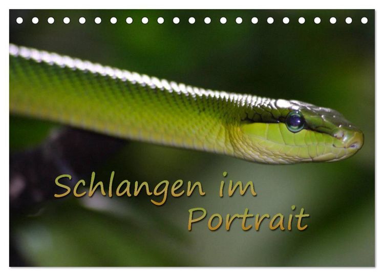 Produktbild: Schlangen im Portrait (Tischkalender 2026 DIN A5 quer), CALVENDO Monatskalender