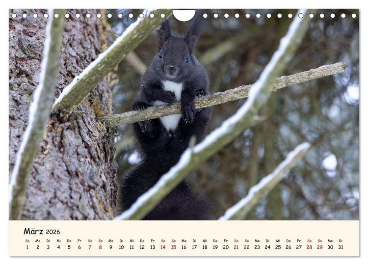 Produktbild: Oachkatzl (Wandkalender 2026 DIN A4 quer), CALVENDO Monatskalender