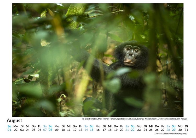 Produktbild: Bonobos