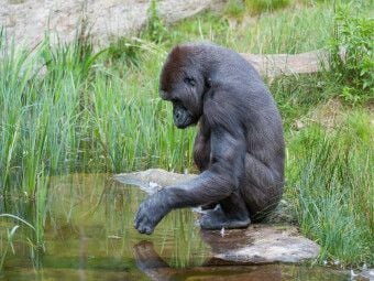 Produktbild: CALVENDO Puzzle Gorilla | 1000 Teile Lege-Gr&ouml;&szlig;e 64x48cm Foto-Puzzle f&uuml;r gl&uuml;ckliche Stunden