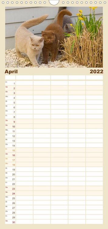 Produktbild: Familienplaner B&auml;rige Schmusetiger - Britisch Kurzhaar Katzen (Wandkalender 2022 , 21 cm x 45 cm, hoch)