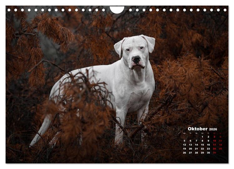 Produktbild: Listenhunde - mehr als nur eine Kategorie (Wandkalender 2026 DIN A4 quer), CALVENDO Monatskalender