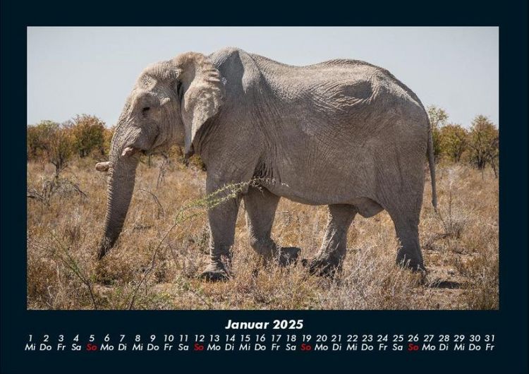 Produktbild: Der Elefantenkalender 2025 Fotokalender DIN A4