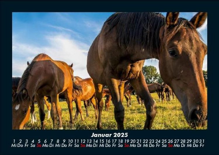 Produktbild: Tiere auf dem Bauernhof 2025 Fotokalender DIN A5