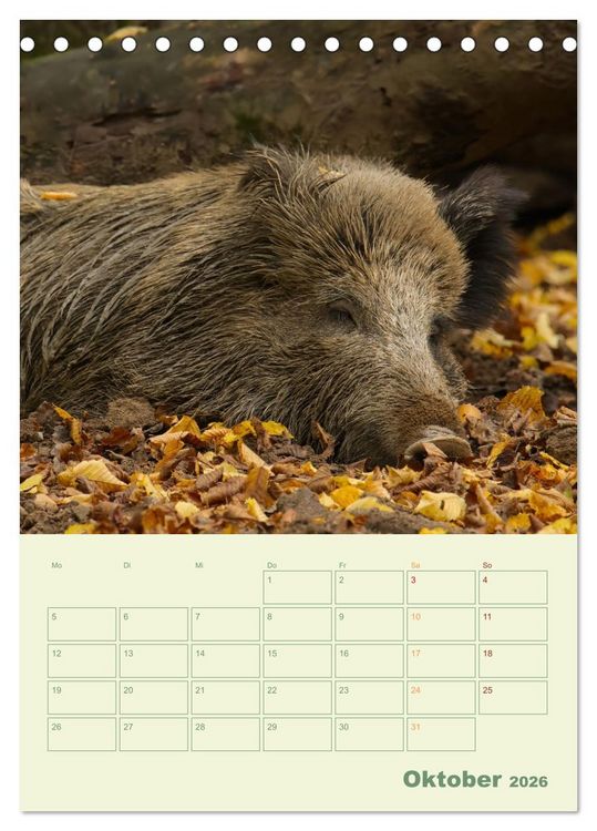 Produktbild: Waldmomente (Tischkalender 2026 DIN A5 hoch), CALVENDO Monatskalender