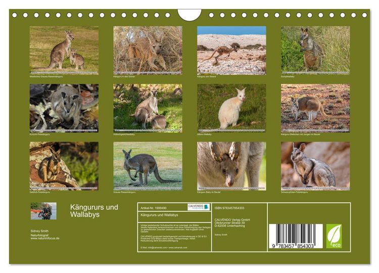 Produktbild: K&auml;ngururs und Wallabys (Wandkalender 2026 DIN A4 quer), CALVENDO Monatskalender