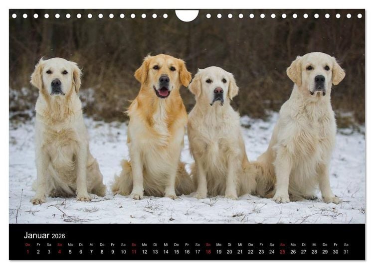 Produktbild: Golden Retriever - Ein Herz auf 4 Pfoten (Wandkalender 2026 DIN A4 quer), CALVENDO Monatskalender