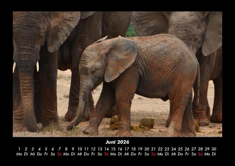 Produktbild: Elefanten Kalender 2026 Fotokalender DIN A3