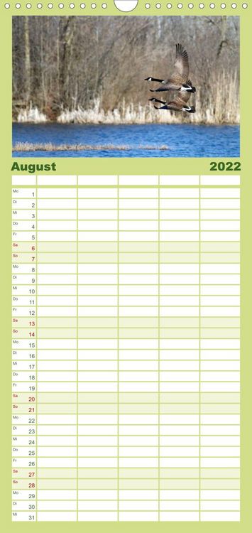Produktbild: KANADA-GANS - Der 'hupende' Vogel - Familienplaner hoch (Wandkalender 2022 , 21 cm x 45 cm, hoch)