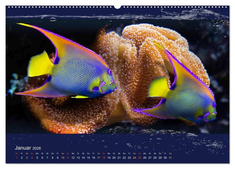 Produktbild: Korallenfische im Lichtschimmer des Meeres (hochwertiger Premium Wandkalender 2026 DIN A2 quer), Kunstdruck in Hochglanz
