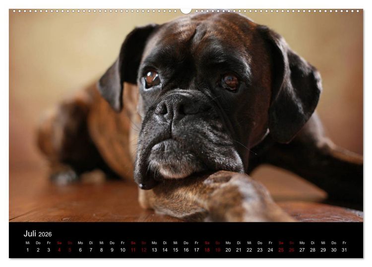 Produktbild: Liebenswerte Boxer (Wandkalender 2026 DIN A2 quer), CALVENDO Monatskalender