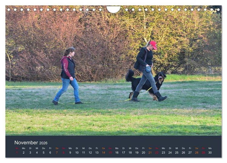 Produktbild: Ein Hovawart, ein Wachhund (Wandkalender 2026 DIN A4 quer), CALVENDO Monatskalender