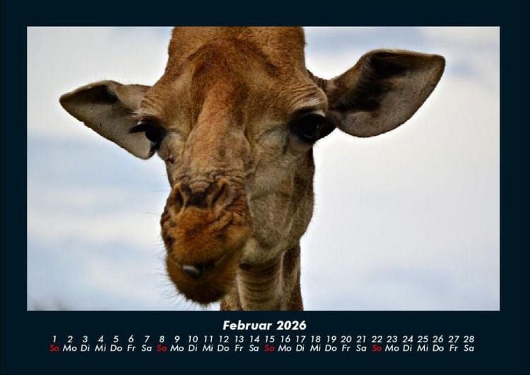 Produktbild: Giraffen 2026 Fotokalender DIN A4